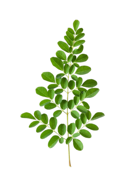 erasebg-transformed (2)